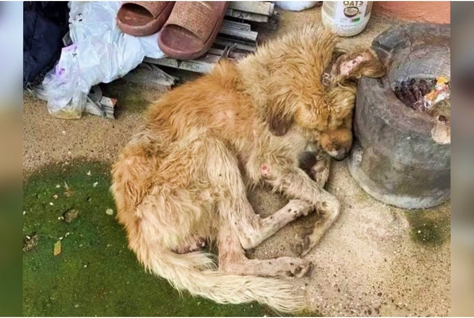 Wounded Dog Lay In Dirt Outside Woman’s Window