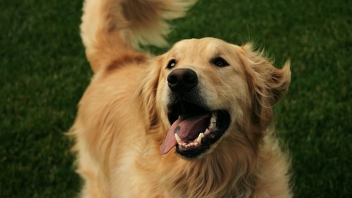 Shroom-tastic Tails: Unleash the Power of Mushrooms for Your Dog!