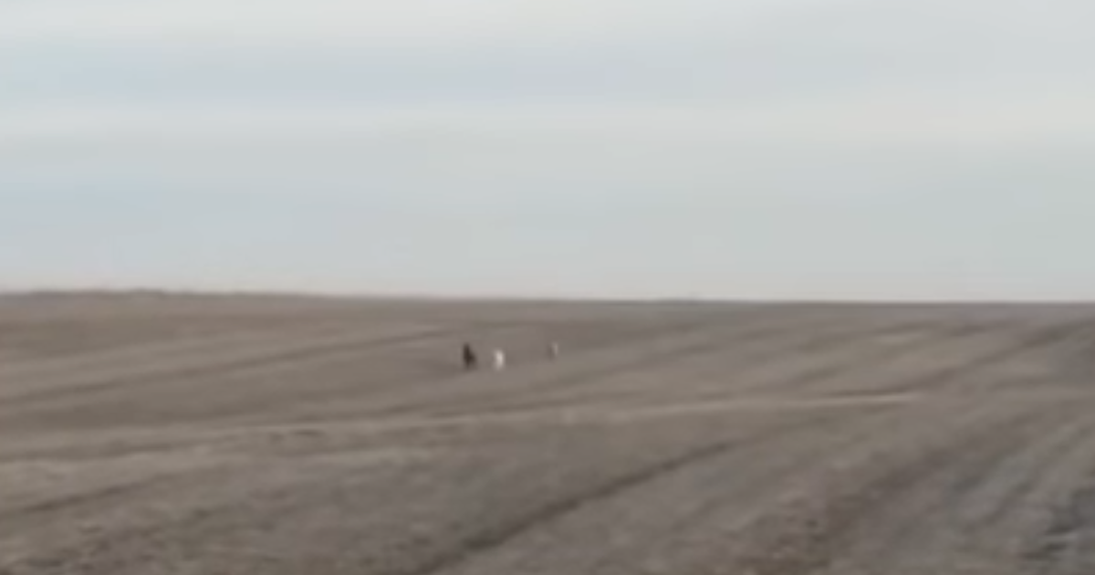 Worried Dad Sees His Missing Dog Running Toward Him, But The Dog Is ‘Not Alone’