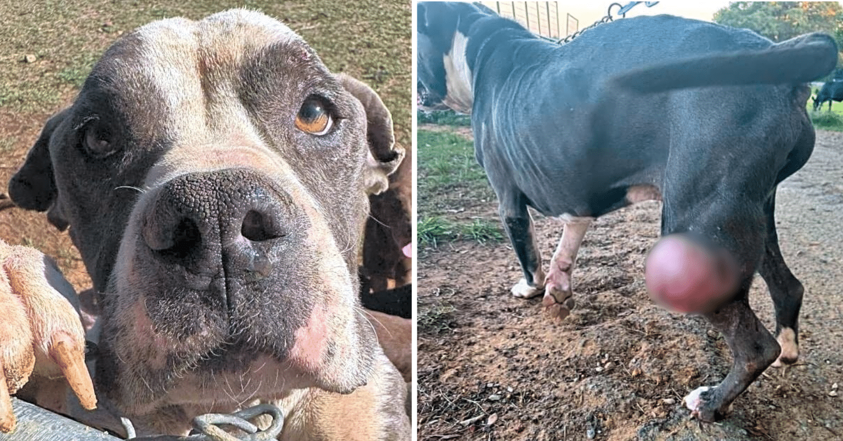 Emaciated Pitbull Dumped with Massive Cancerous Tumor