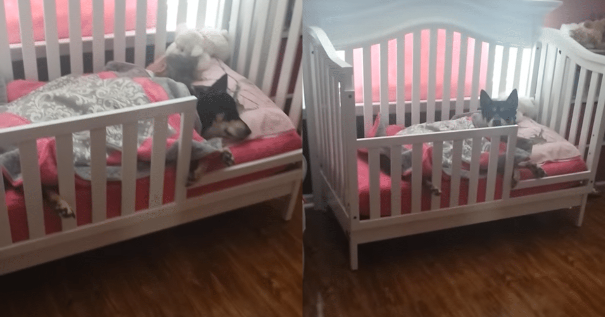 Woman Discovers Rescue Dog Snuggled Up with Toddler During Check-In