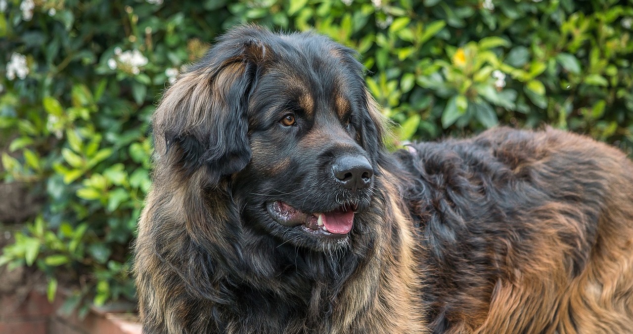 7 Most Tenderhearted Dog Breeds