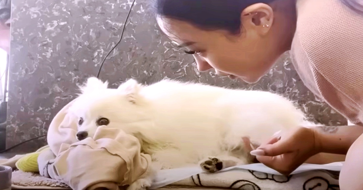 Mom Showers Her Paralyzed Dog With Love Believing It’ll Heal Him