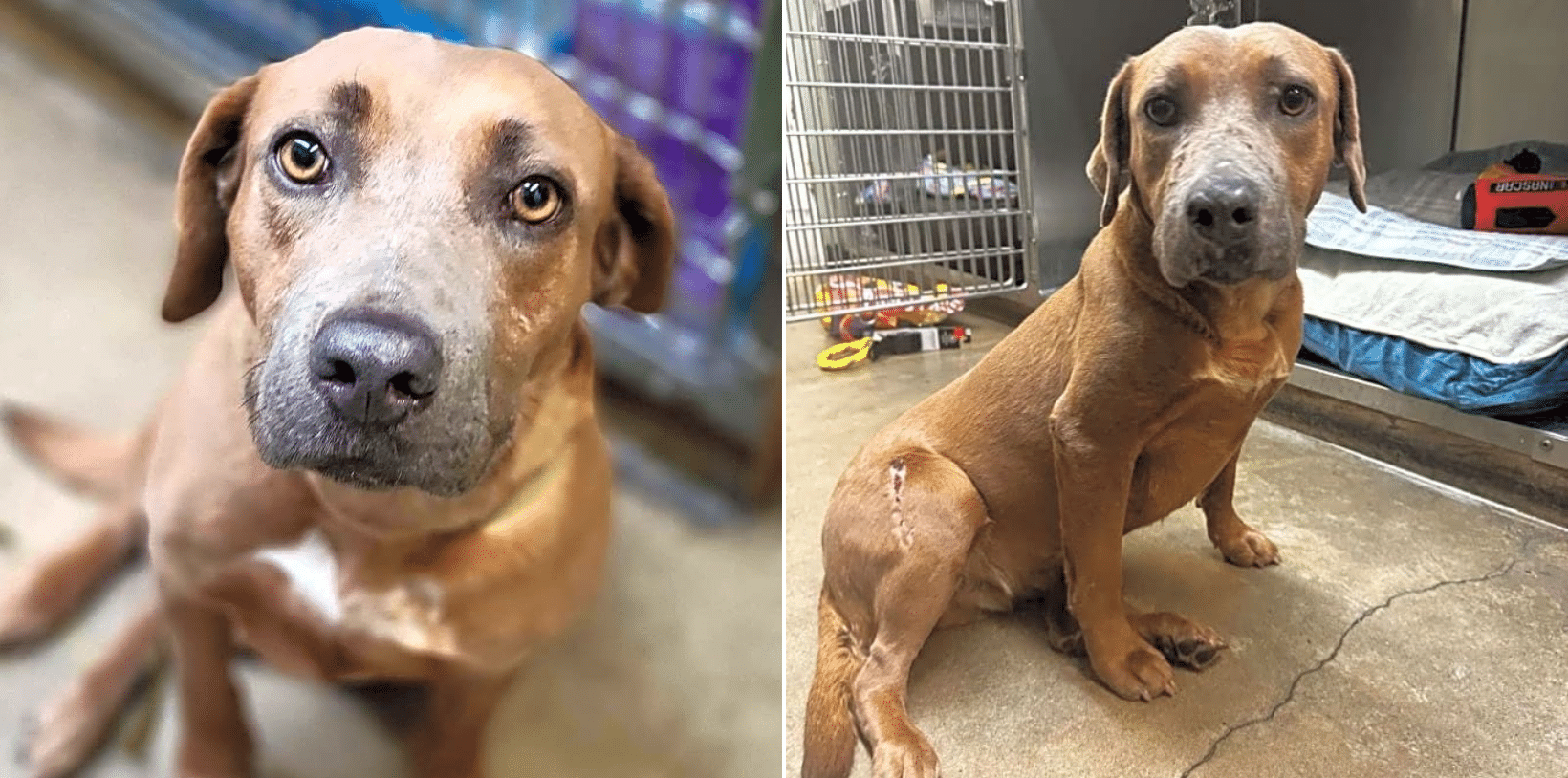 Hit By A Car, Broken & Struggling To Breath, Poppy Was Nearly Euthanized