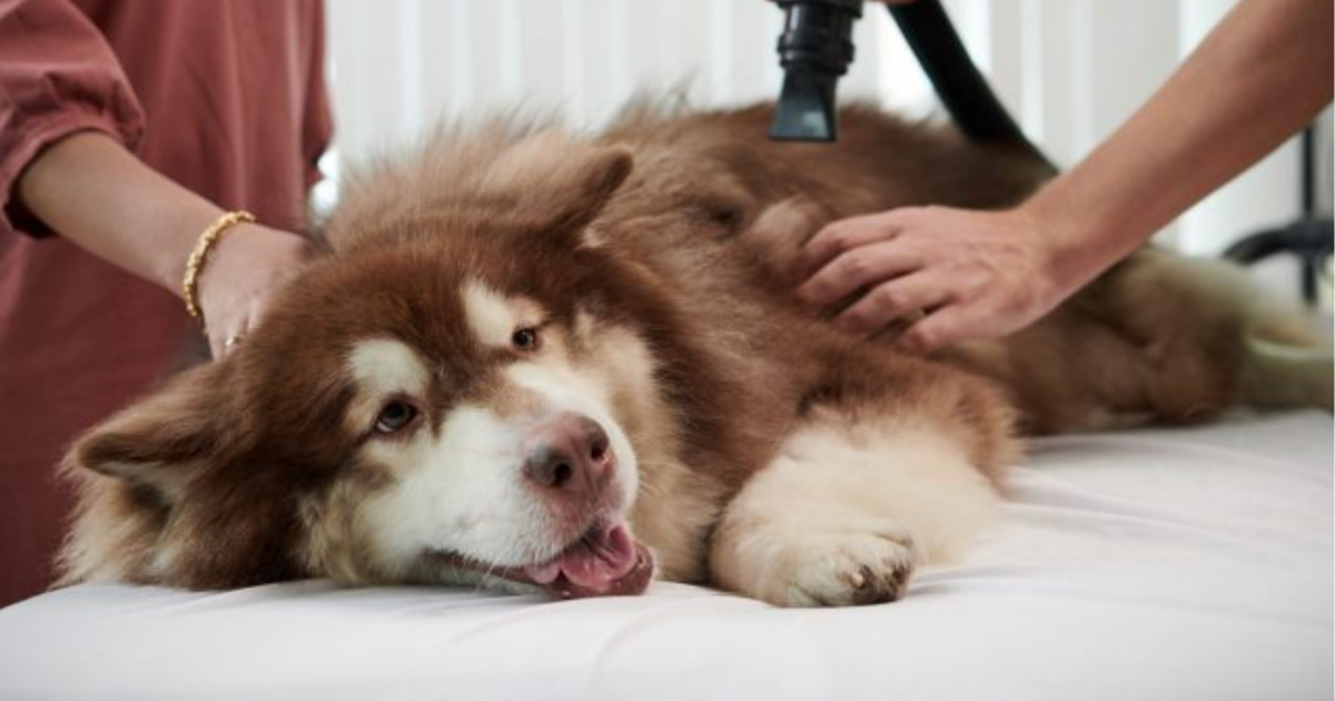 7 Best Dog Vacuum and Grooming Kits