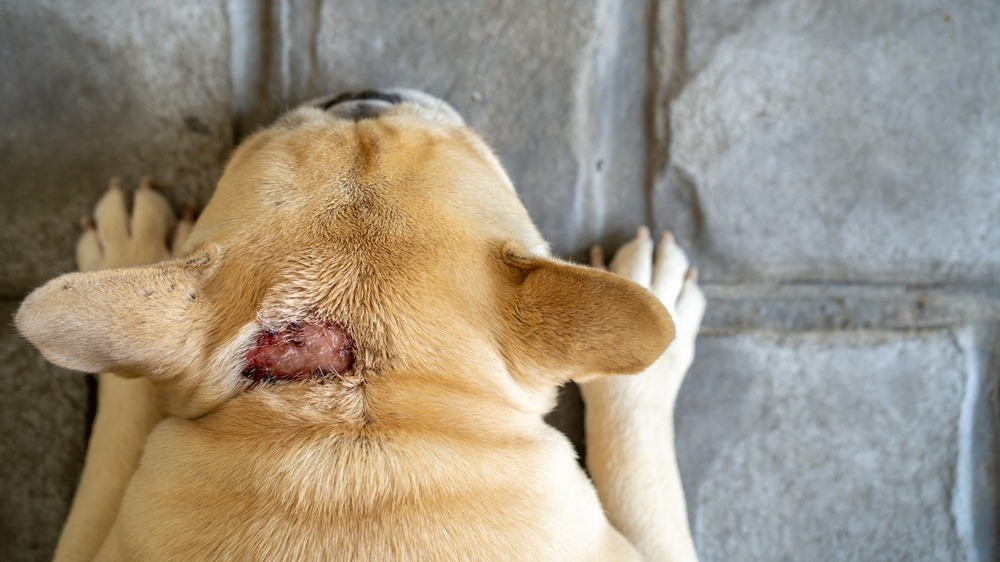 Help Your Dog Stay Hotspot-Free Year-Round