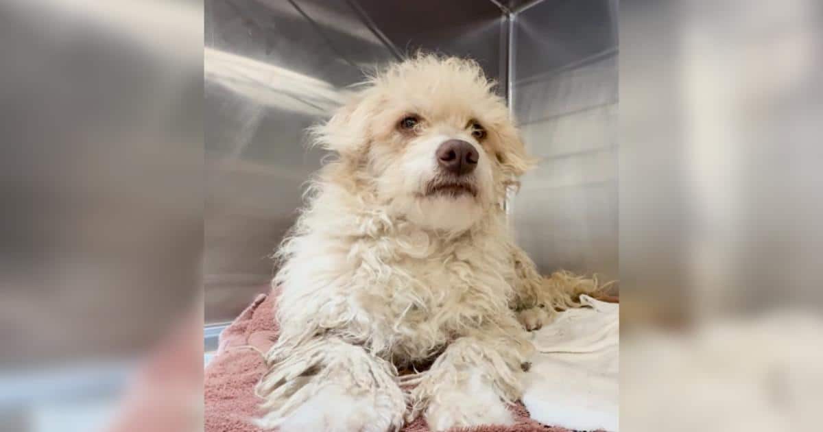 The Shelter Dog Everyone Called Aggressive Was Hiding a Painful Secret