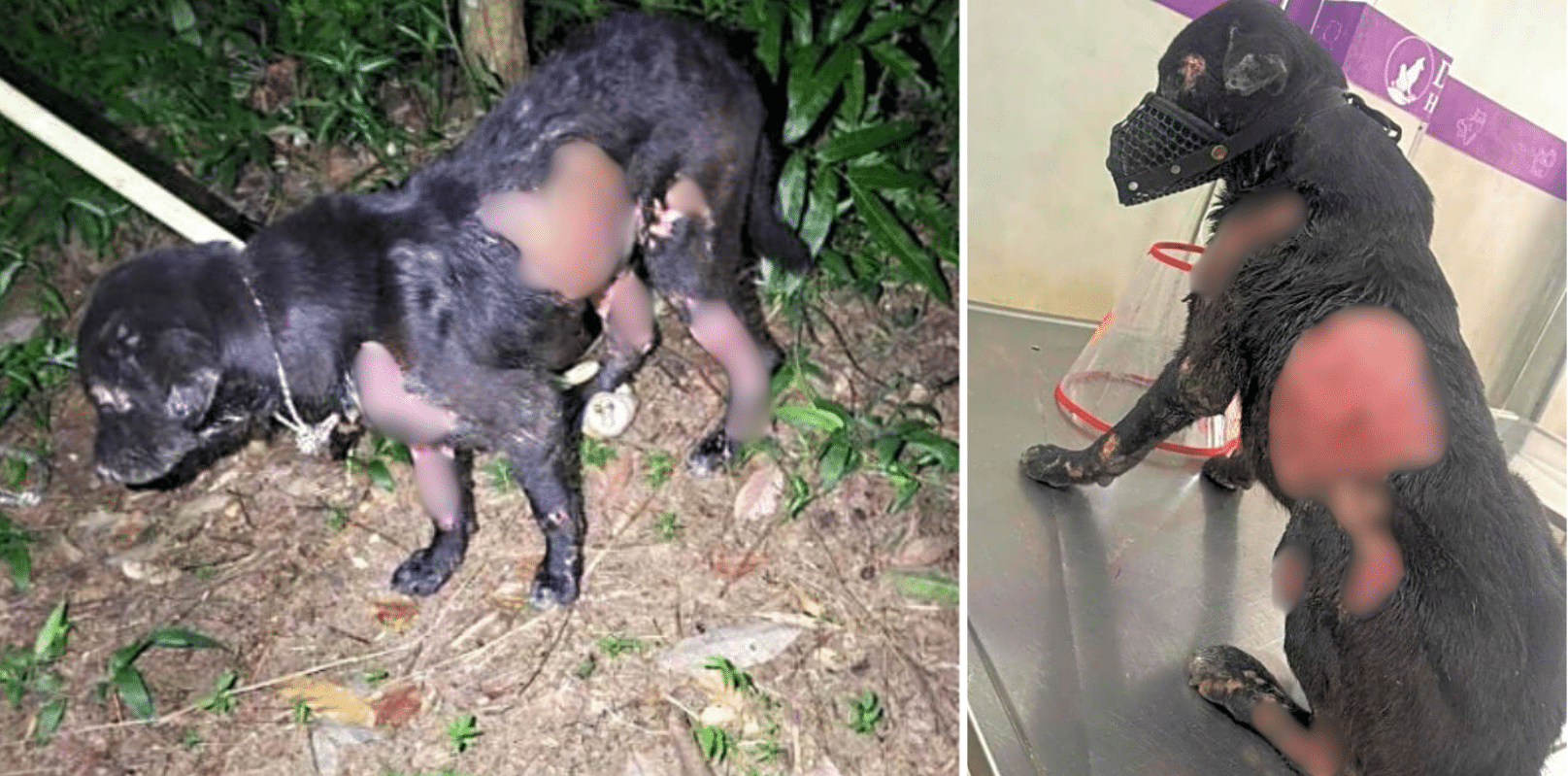 A Cruel Human Burned Him With Acid To Get Back At Midnight's Owner