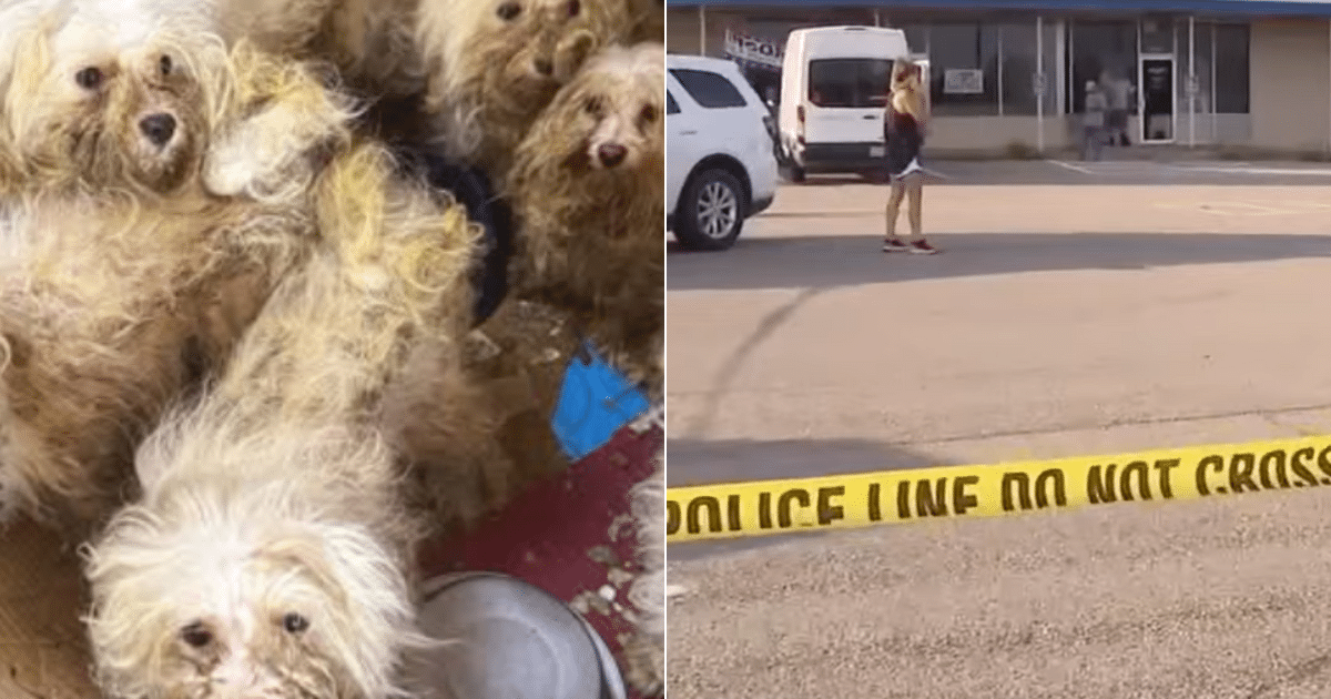 Over 400 Dogs Trapped in “Filth” Rescued from Puppy Mill in Heartbreaking Operation