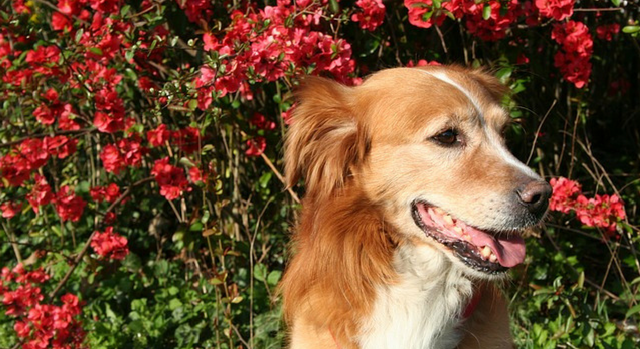Can Hemp Oil Help My Dog With Pain?