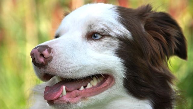 The Best Dog Dental Hygiene Hack Your Pup Will Love