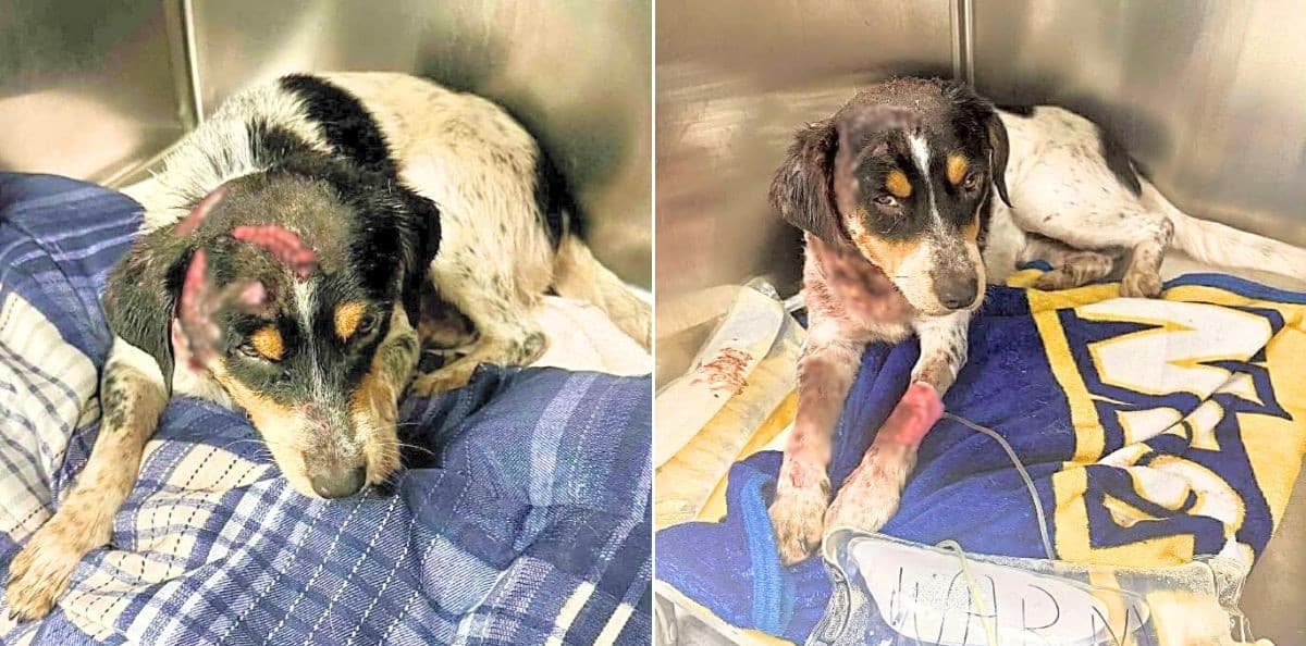 A Pack of Dogs Tore Him Apart. Infection Nearly Finished the Job