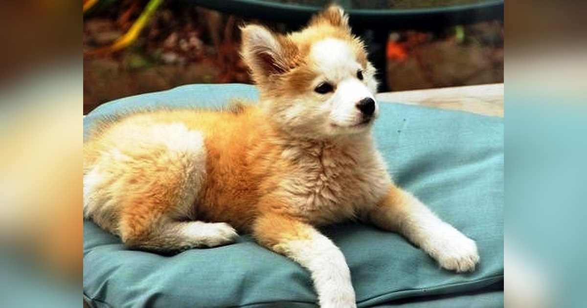 Man Rescued A Regular Mutt Puppy, But Finds Out She’s “Not A Mutt At All”