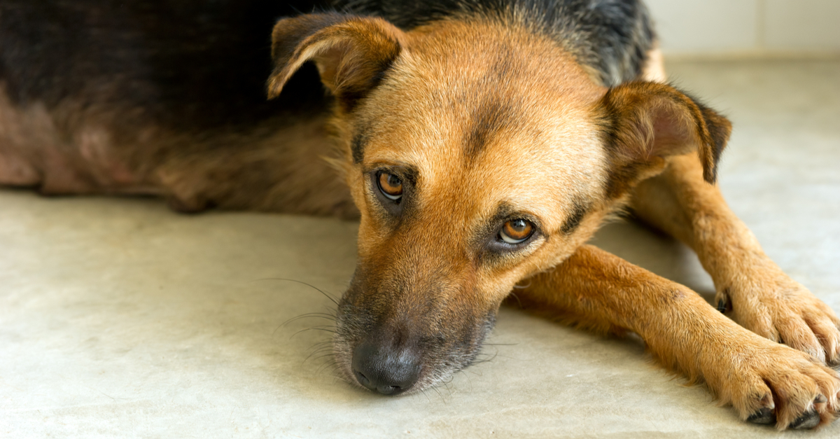 4 Natural Ingredients That Nurture & Heal Your Dog’s Painful Joints