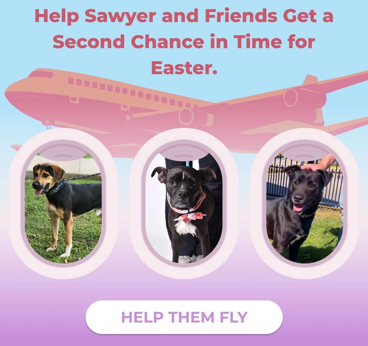 Help Sawyer and Friends Get a Second Chance in Time for Easter. - HELP THEM FLY