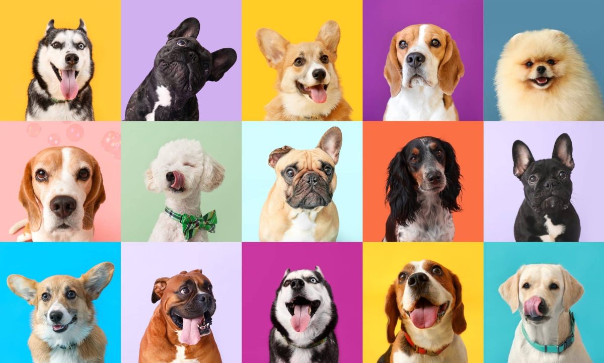 2025’s Most Popular Dog Breeds in the US, Ranked by the American Kennel Club