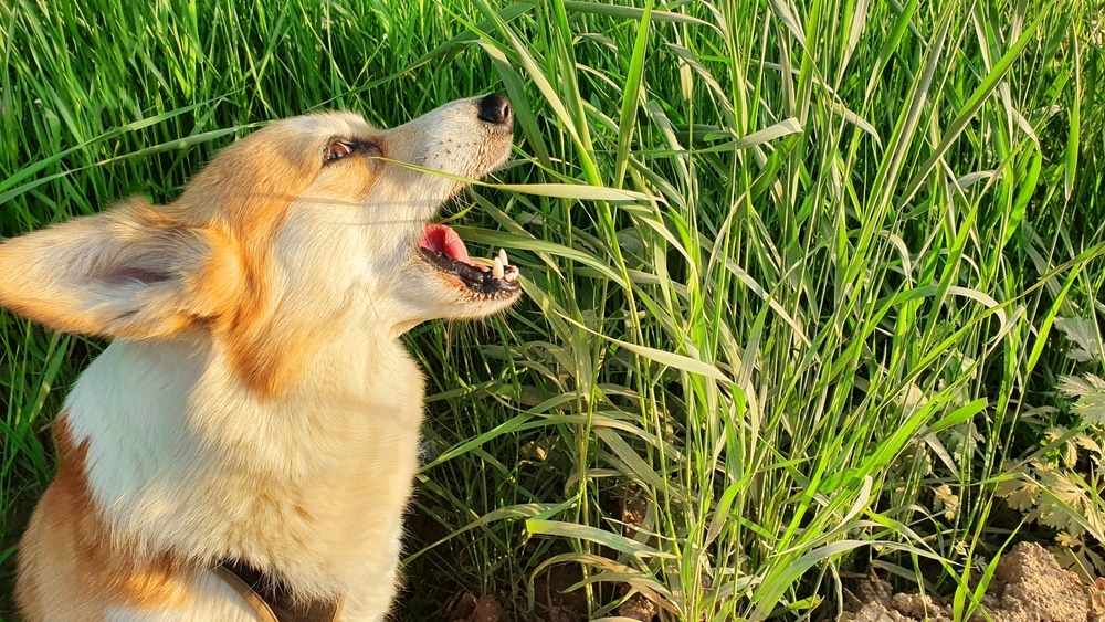 What Your Dog is Telling You When They Eat Grass