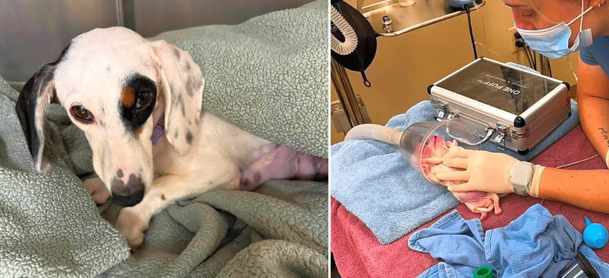 Critical Support Needed for Dot & Her Brand New Babies