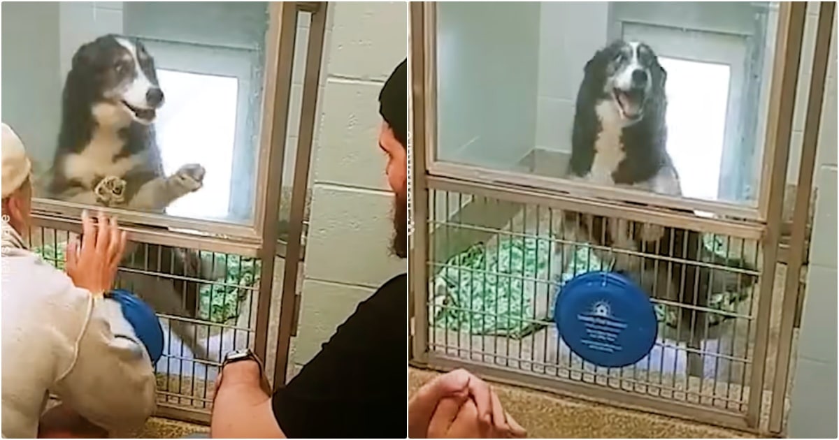 Dog’s Face When Family Comes To Shelter 240 Miles From Home