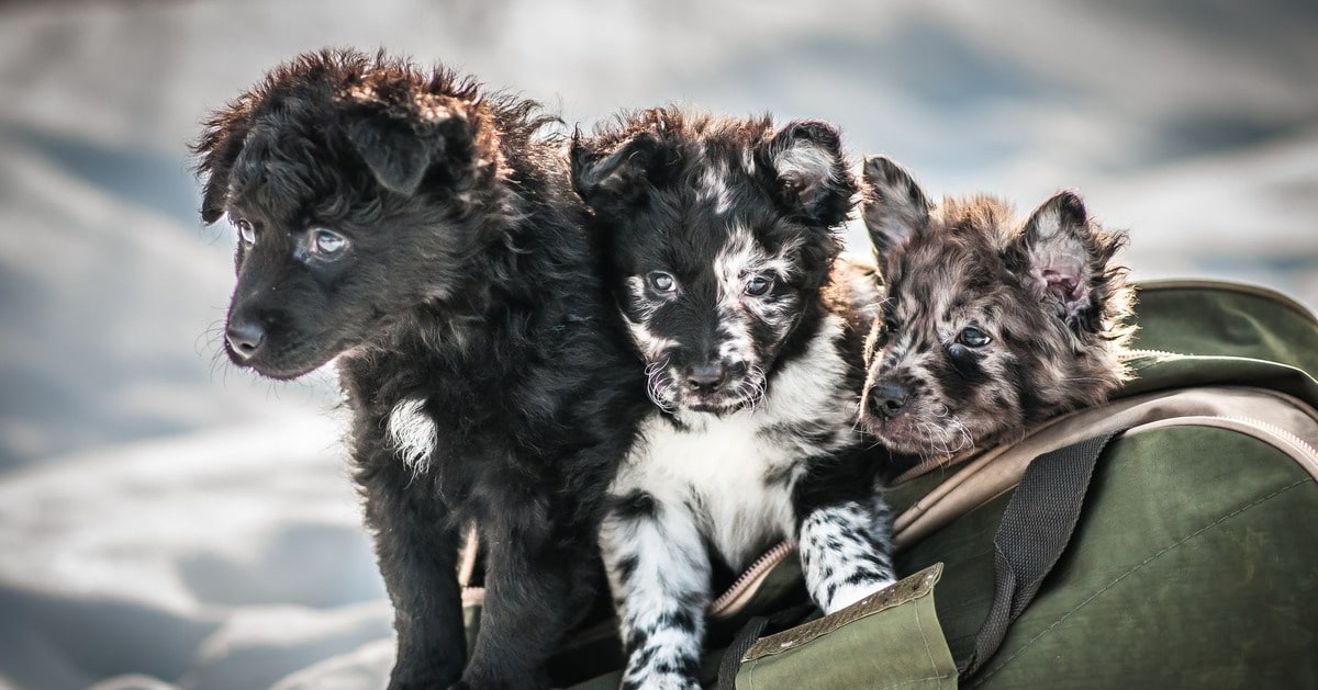 9 Rare Dog Breeds You’ve Probably Never Met