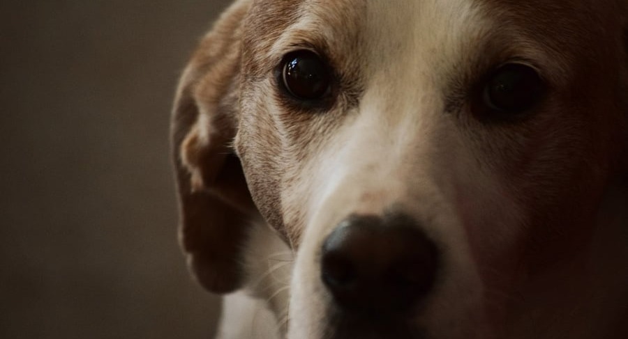 How CBD Oil Can Promote Mobility in Dogs With Joint Discomfort
