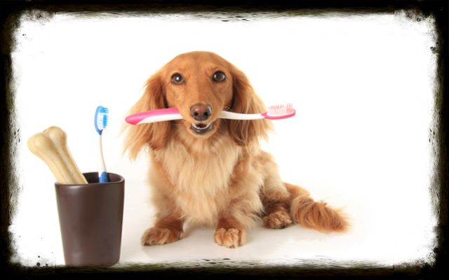 Why You Need To Brush Your Dog’s Teeth Daily