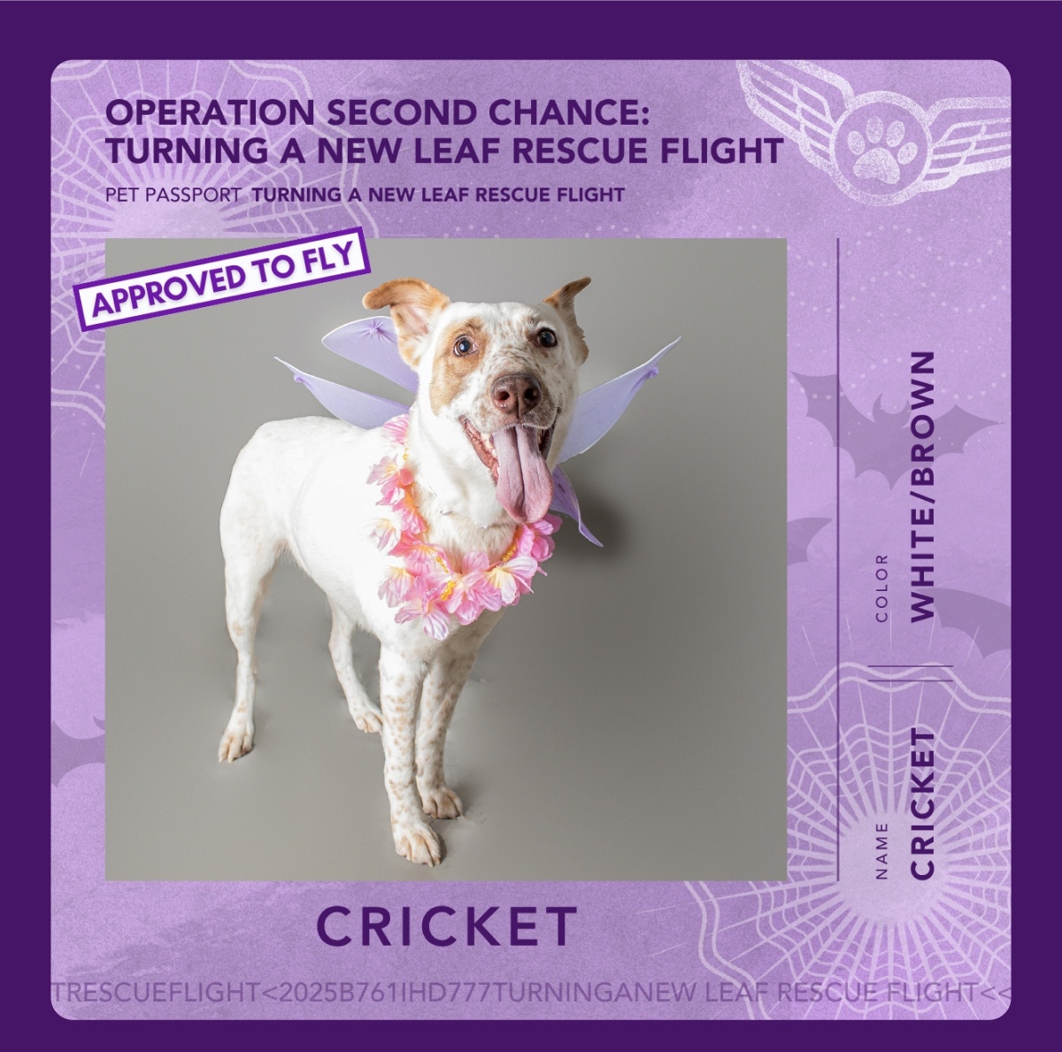 CRICKET