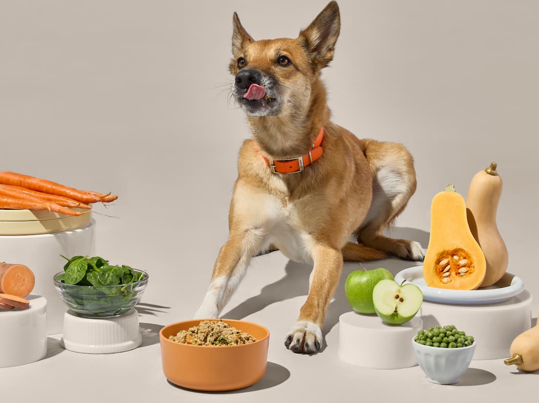 Dog Licking His Lips Surrounded By Healthy Food