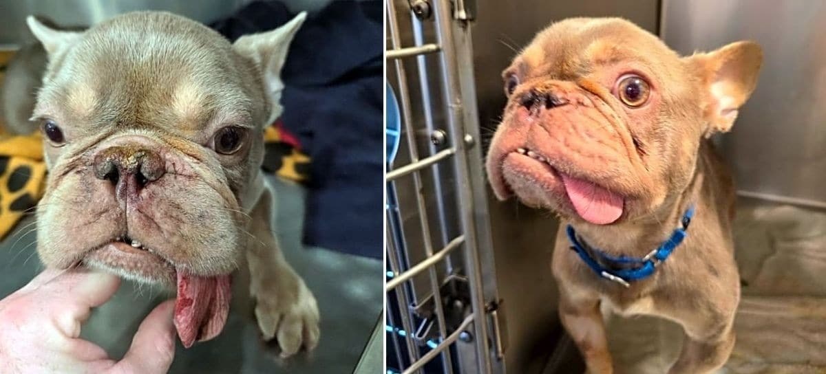 Pancake Was Born Into Suffering Then Heartlessly Dumped