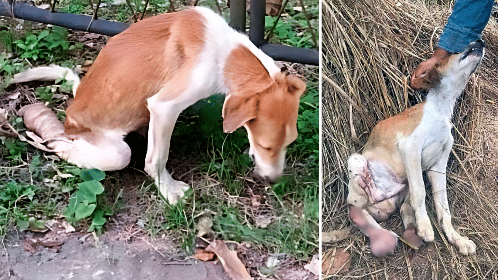 Canyon Was Left To Suffer & Starve After Becoming Paralyzed