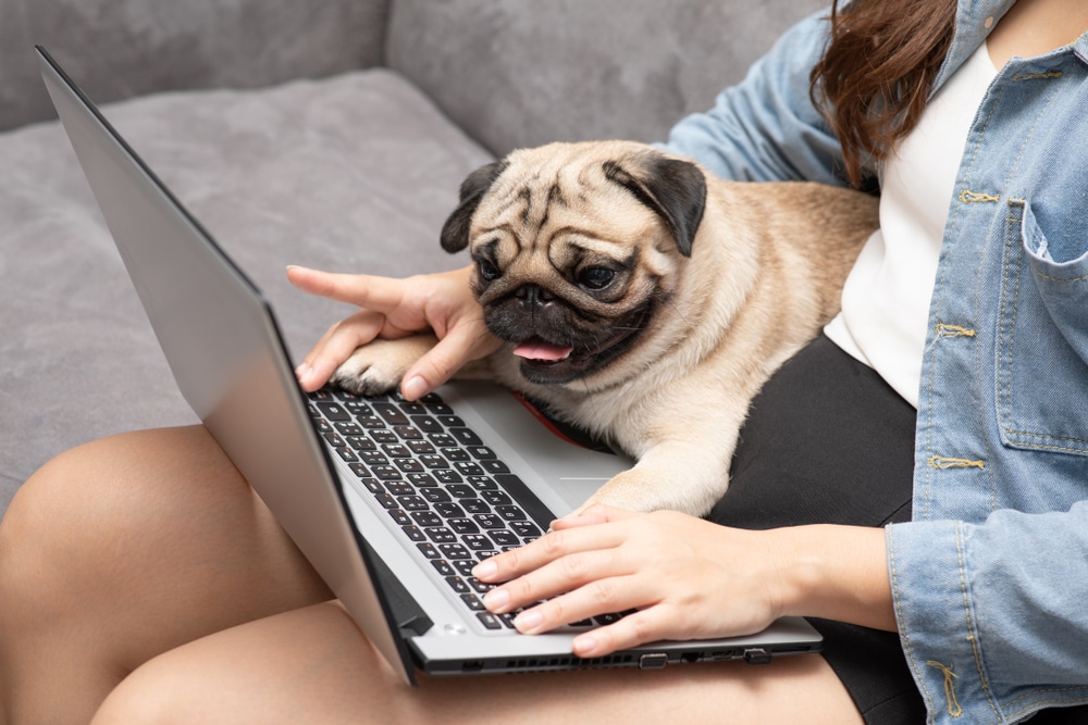 Discover What's New At iHeartDogs From Must-Have Gear To Feel-Good Reads🐶❤️