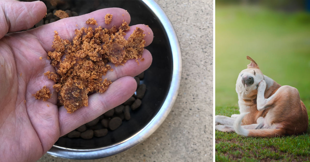 A Tiny Red Sea Creature Might Help Your Dog Beat Seasonal Allergies & Itching