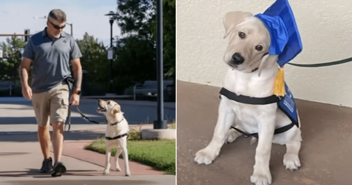 Service Dog Becomes “Guardian Angel” to Retired Army Veteran