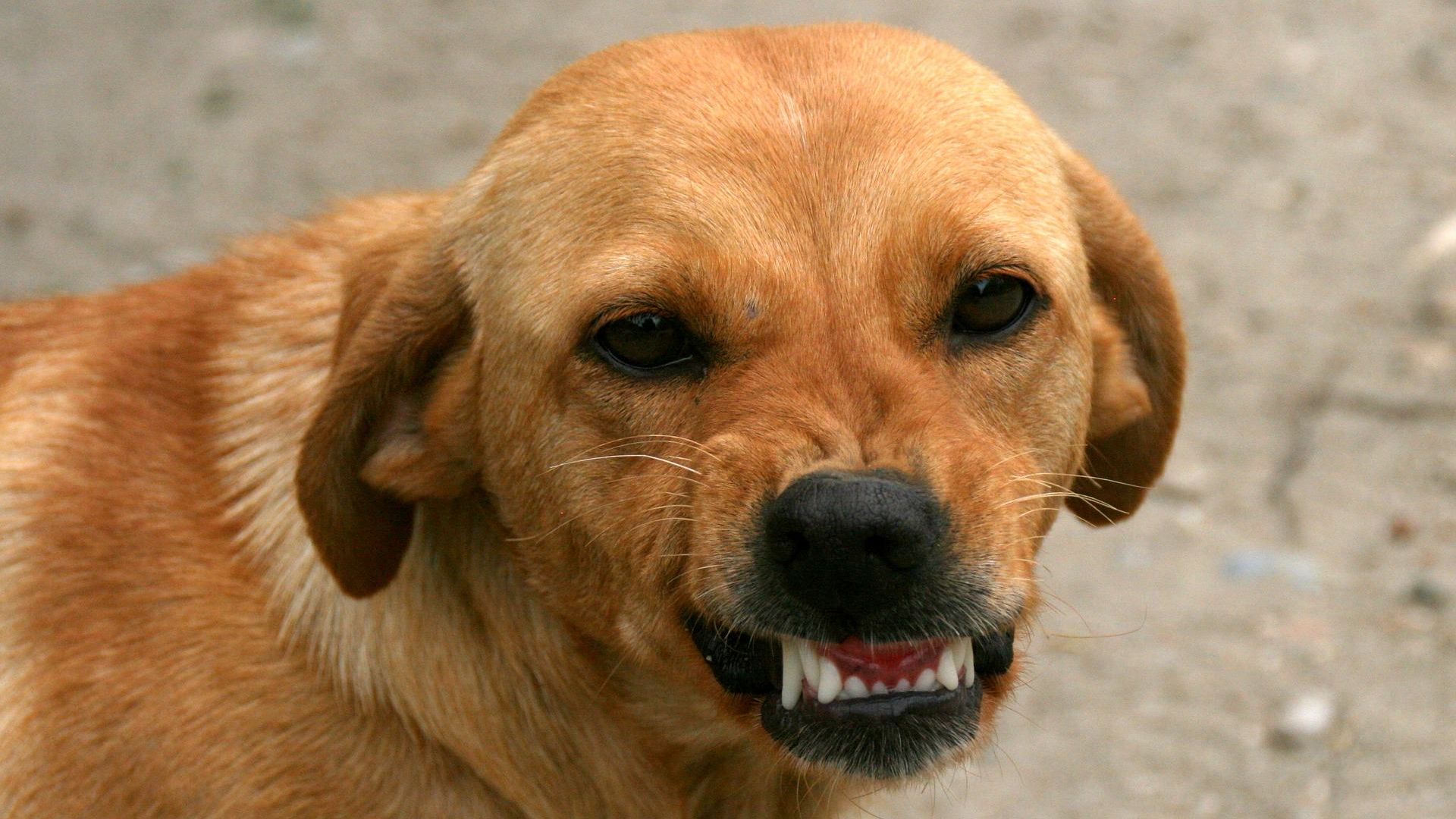 Why Does My Dog Growl At Some People And Not Others?