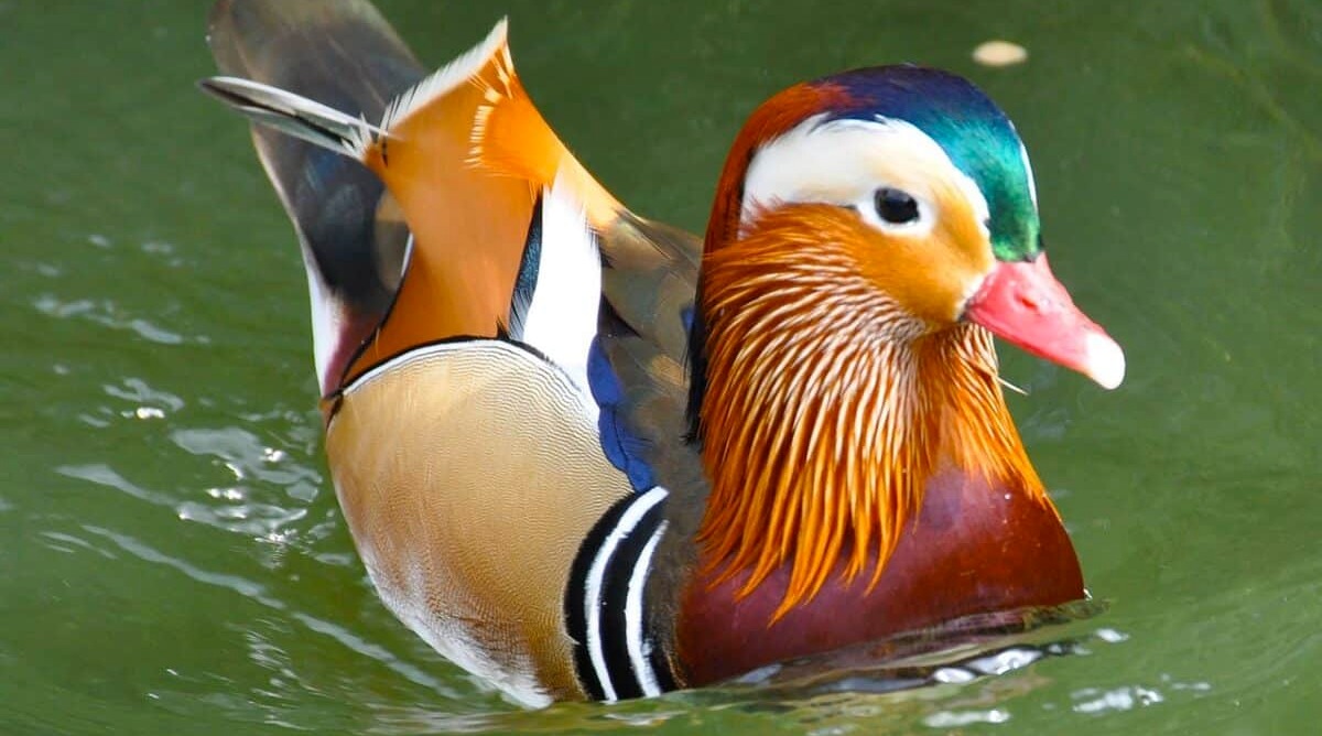 27 Most Beautiful Animals Around The World