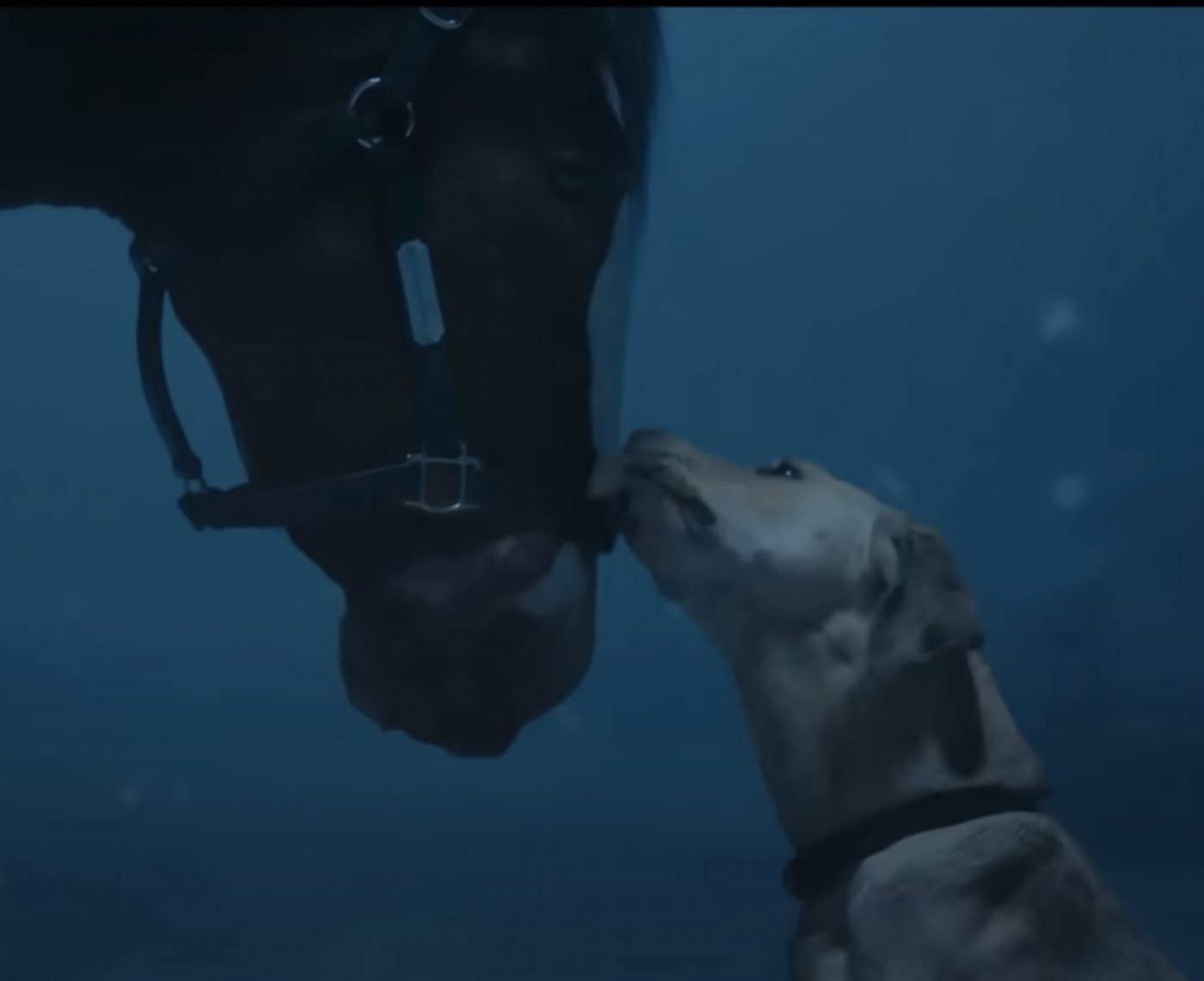 Budweiser Clydesdales Super Bowl 2024 Commercial: They’re Back