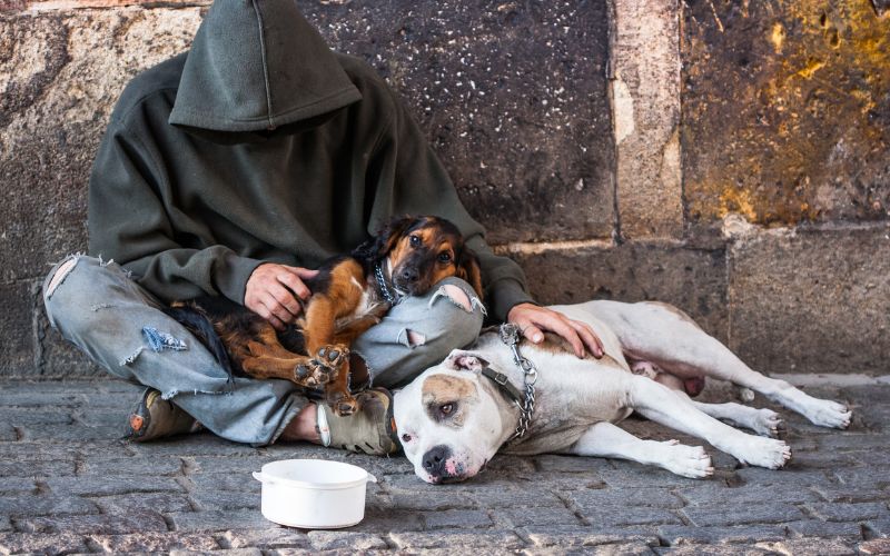 Dog and veteran wait for help.