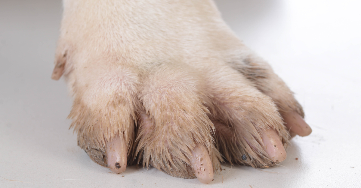 Why Omega-3 Can Help A Dog Who Is Constantly Biting Their Paws