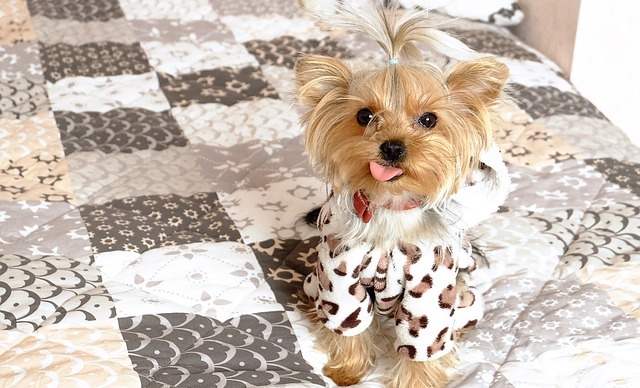 10 Breeds That Stay Puppies The Longest