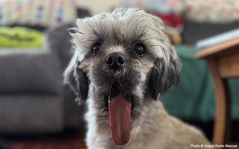 A dog with his tongue sticking out after surgery.
