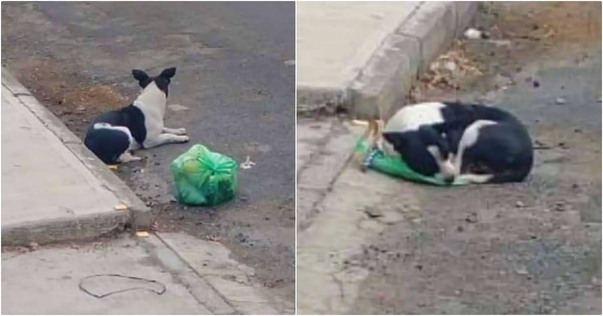 Dog’s Satchel Of Toys Were Stolen, Leaving Nothing But An Empty Shell