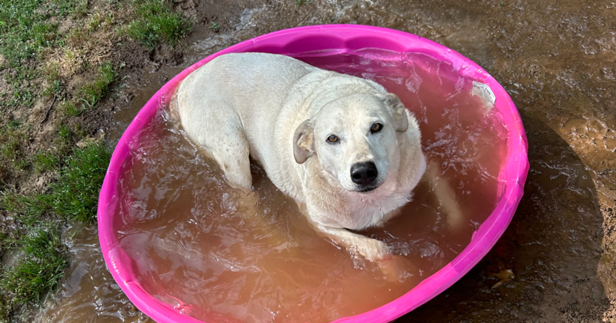 After Being Unwanted Several Times, You Helped This Pup Get An Amazing Life!