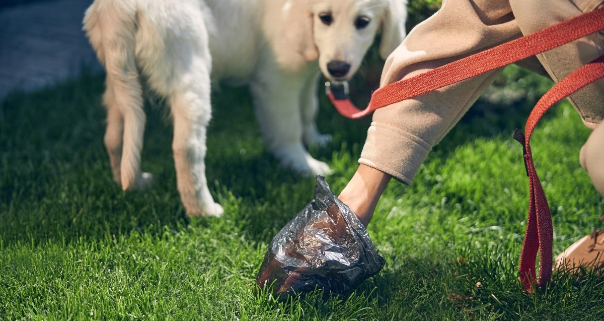 19 Amazon Dog Poop Essentials To Make You Say, ‘Well, Poo! That’s Handy!