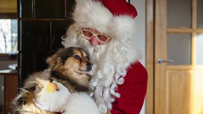 ‘Tis the Season! Find the Perfect Presents in Our Holiday Gift Guide & Help Shelter Dogs 🍲🎁
