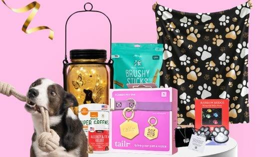 Last Chance: Win A Tailr Pet Tag Plus iHeartDogs Goodies!