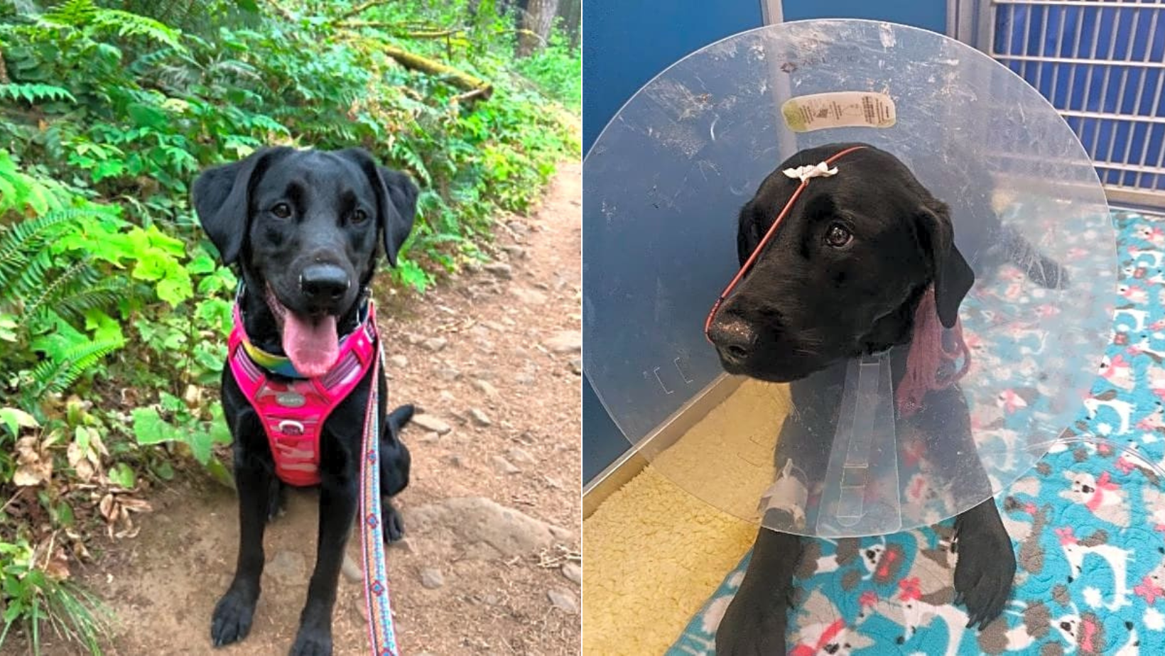 A Week in the Intensive Care Unit, Lola Struggles to Breathe