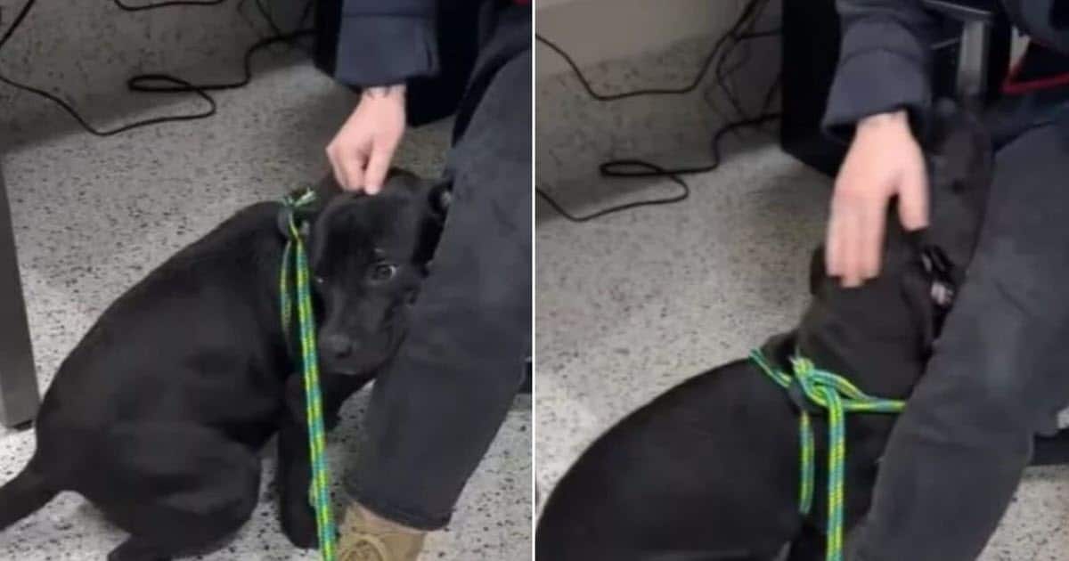 Dog Overlooked at Adoption Event Finds Family After Video Goes Viral