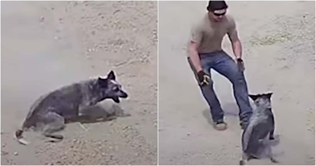 Dog Playing Fetch Is Abruptly Paralyzed, ‘Panicked’ Dad Rushes To Her Side