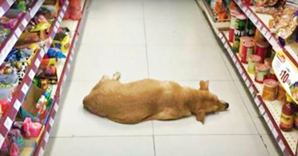 Clerk Opens Store For Stray Dog To Cool Off During 104° Heat Wave