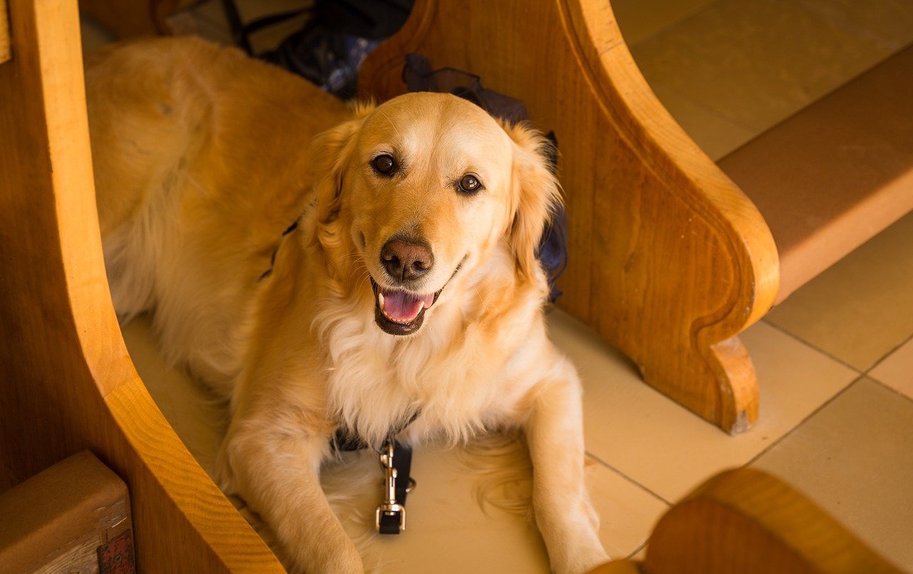 10 Dog Breeds That Eat Their Poop The Most